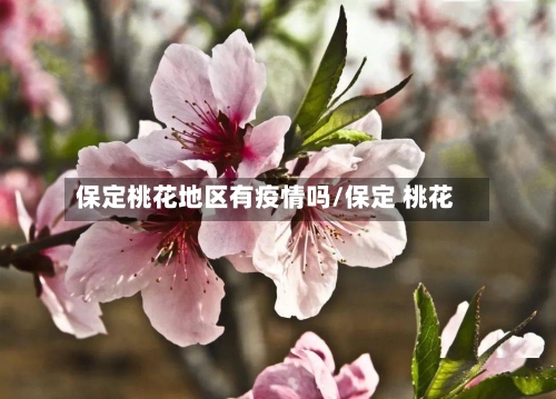 保定桃花地区有疫情吗/保定 桃花-第2张图片